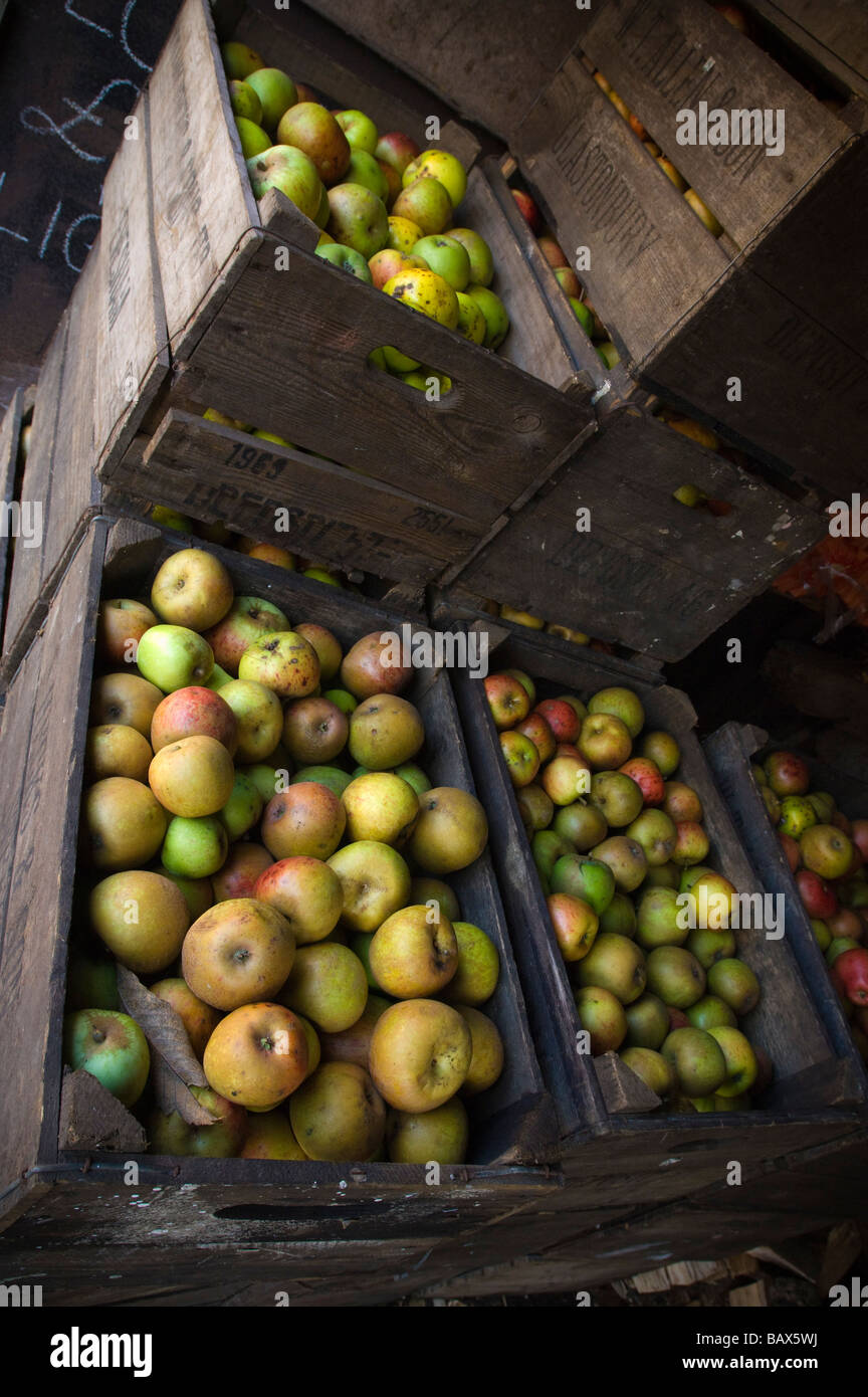 Cider apples in wooden crates ready for crushing Hecks Cider Street Somerset England Stock Photo