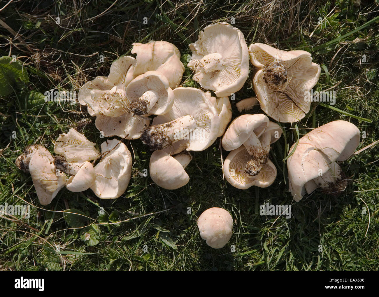 A collection of St. mushrooms on Butser Hill Stock Photo Alamy