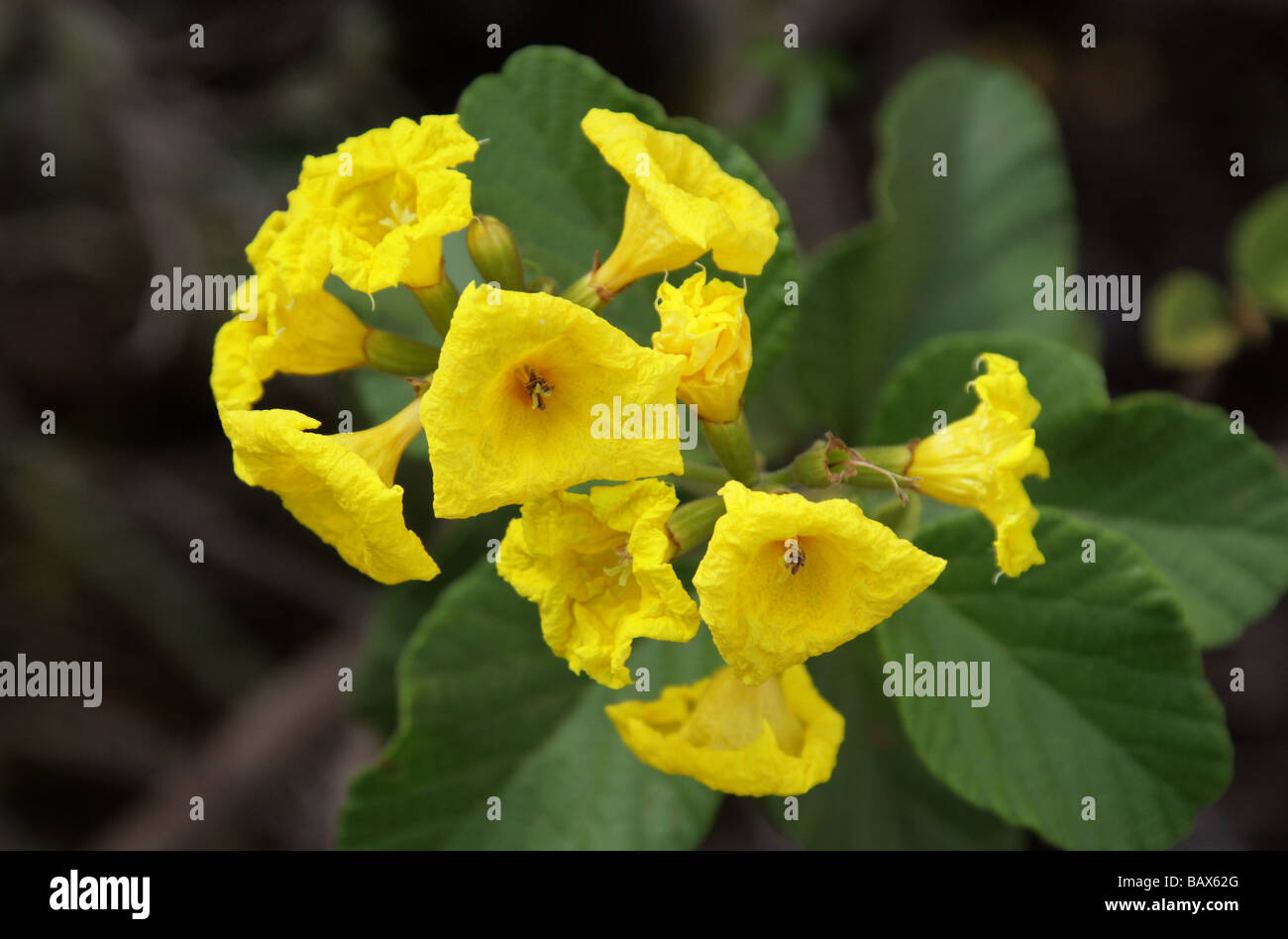 Yellow Cordia, Yellow Geiger or Glue Bush, Cordia lutea, Boraginaceae, Santa Cruz (Indefatigable), Galapagos Islands, Ecuador Stock Photo