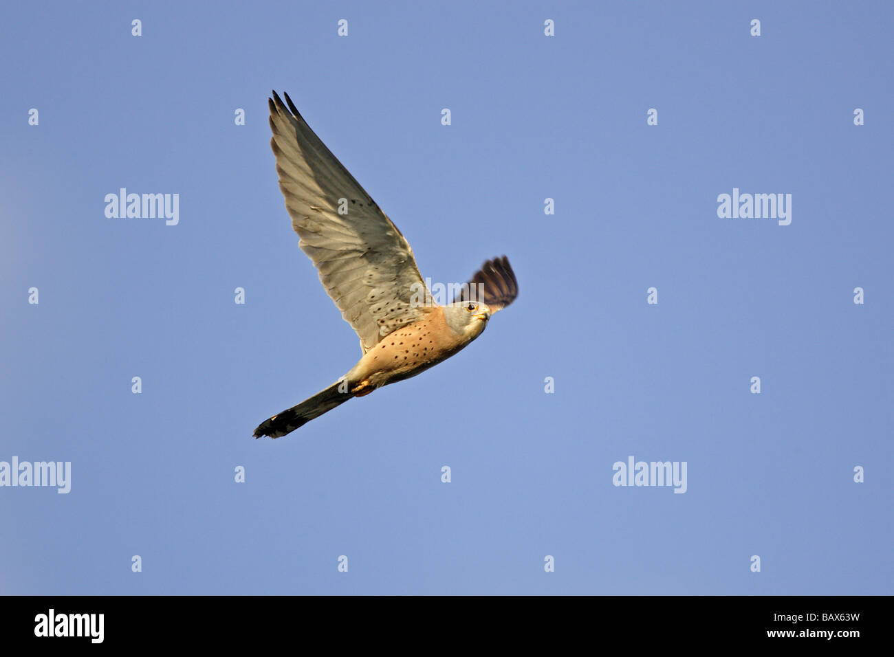 Male Lesser Kestrel in flight Stock Photo