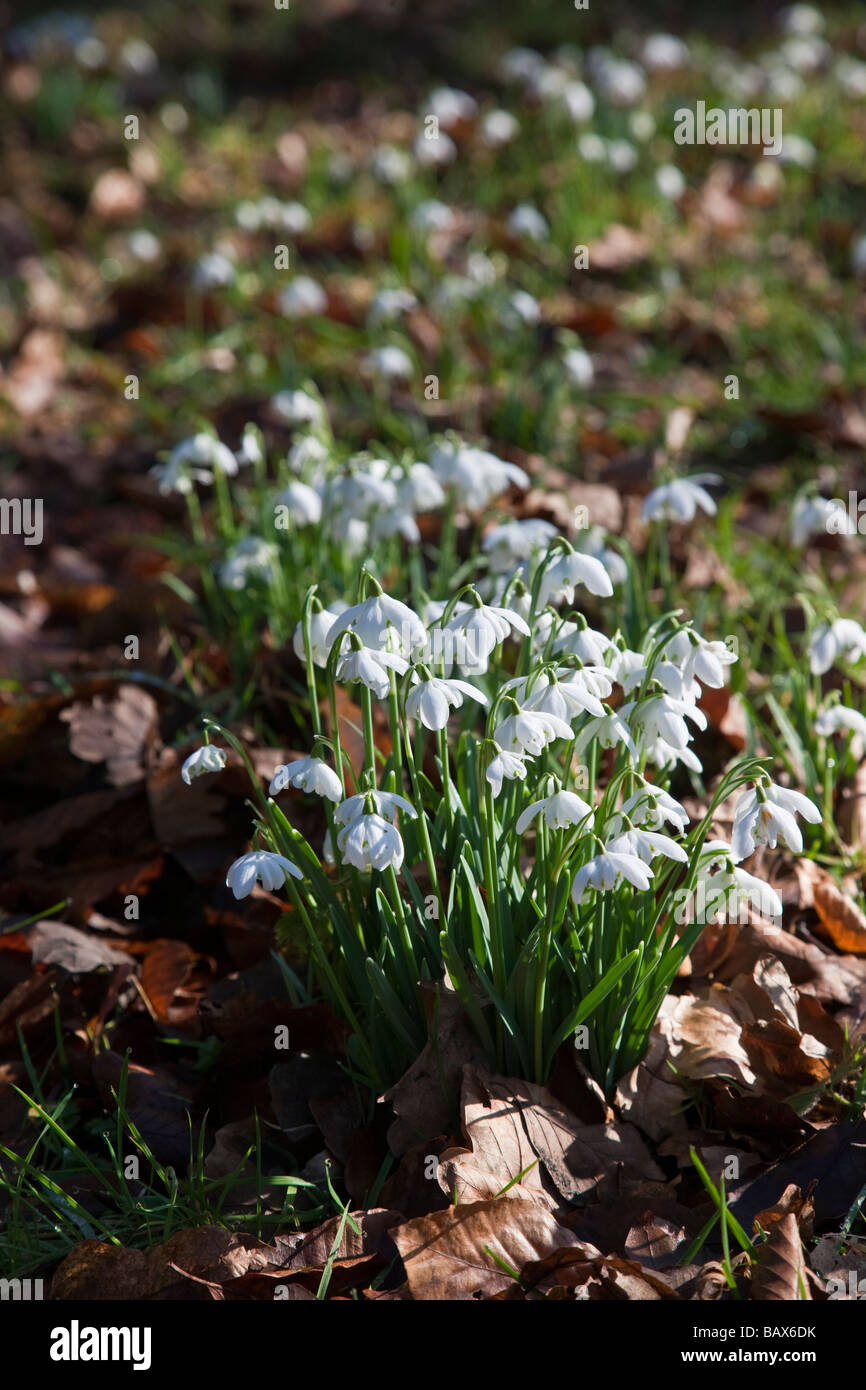 Snowdrops Galanthus Stock Photo