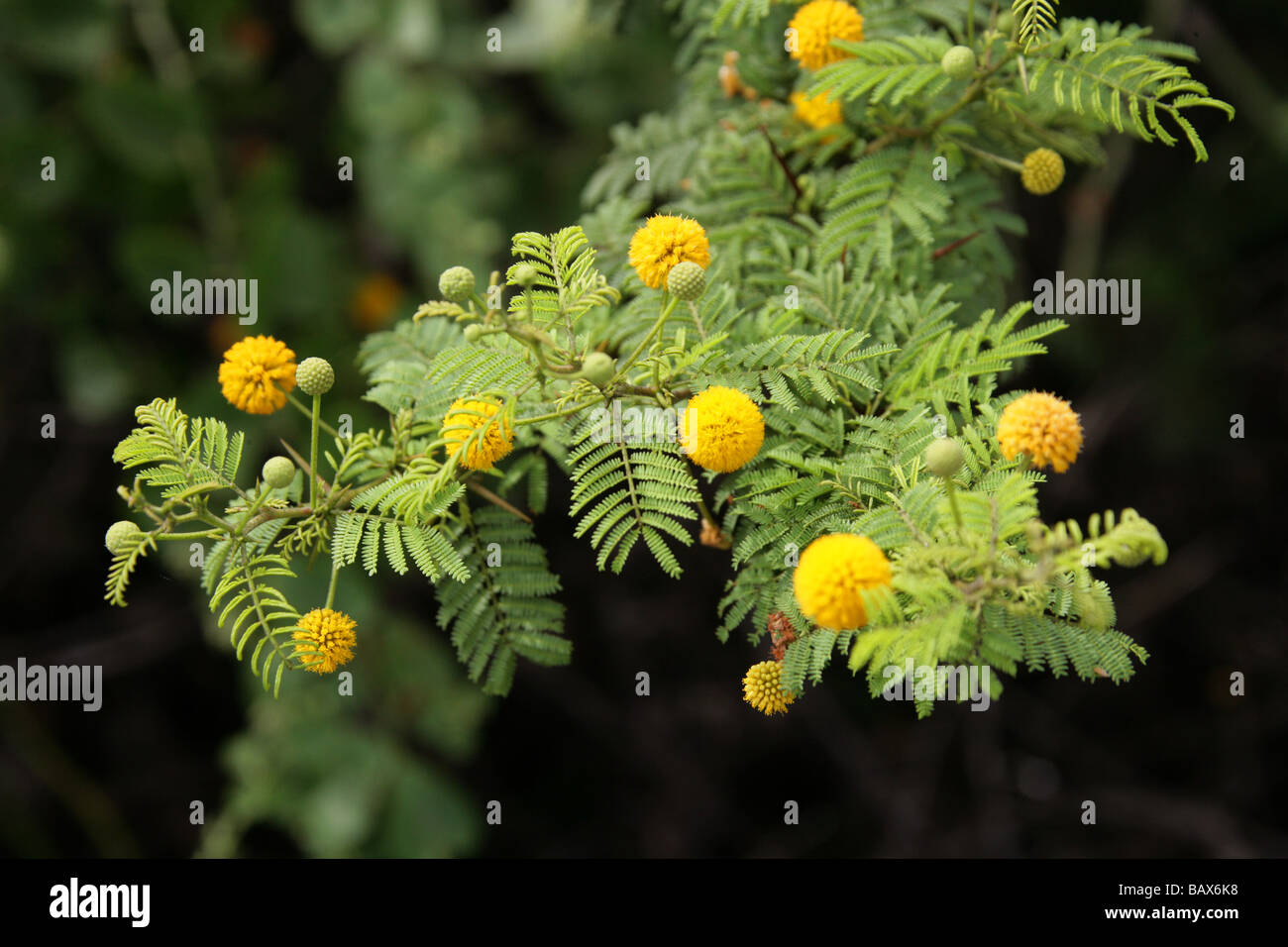 Galapagos Acacia, Acacia rorudiana, Fabaceae, Santa Cruz, Galapagos Islands, Ecuador, South America Stock Photo