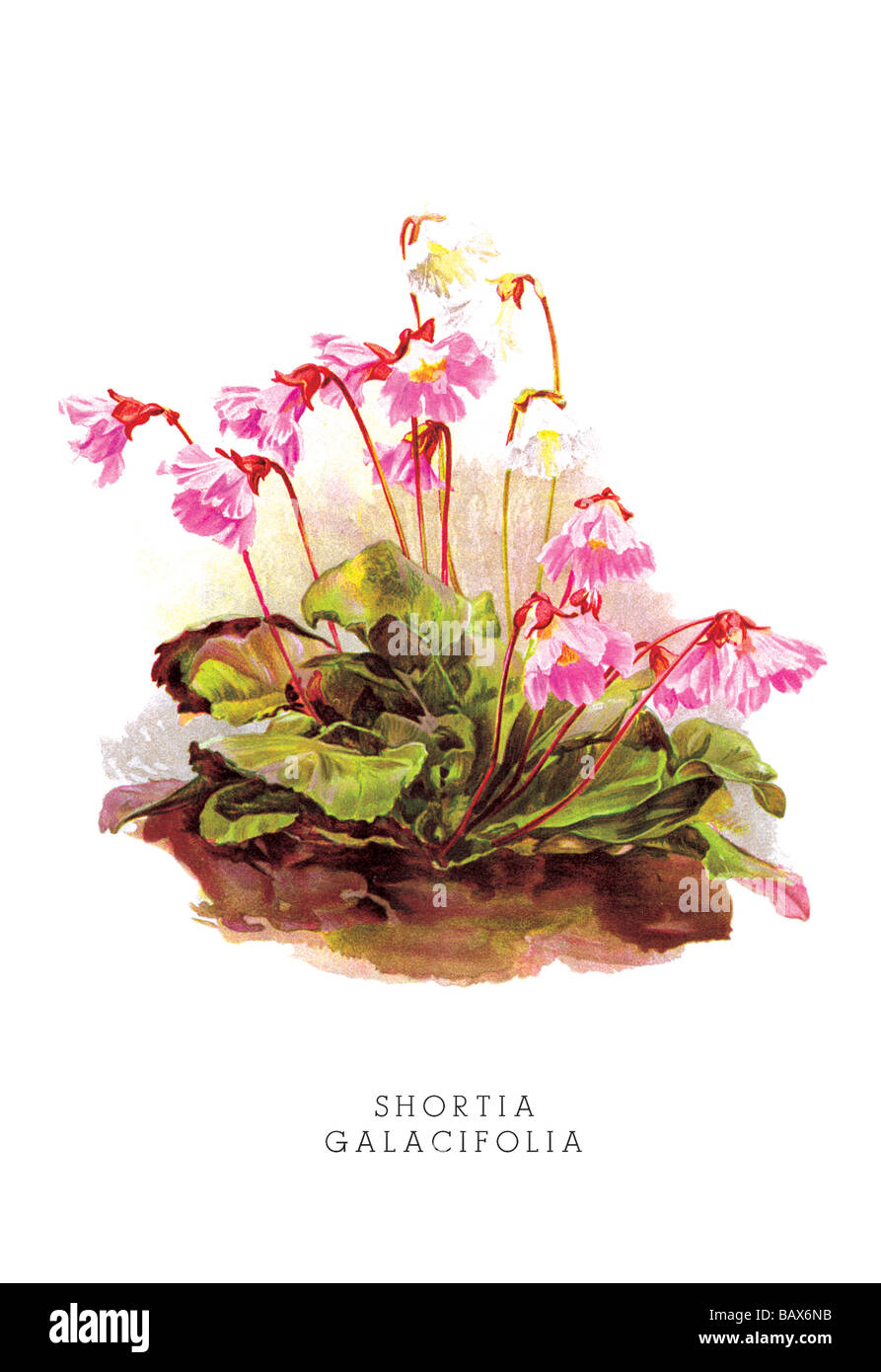 Shortia Galacifolia Stock Photo