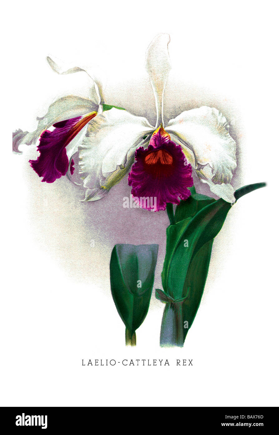 Laelio-Cattleya Rex Stock Photo