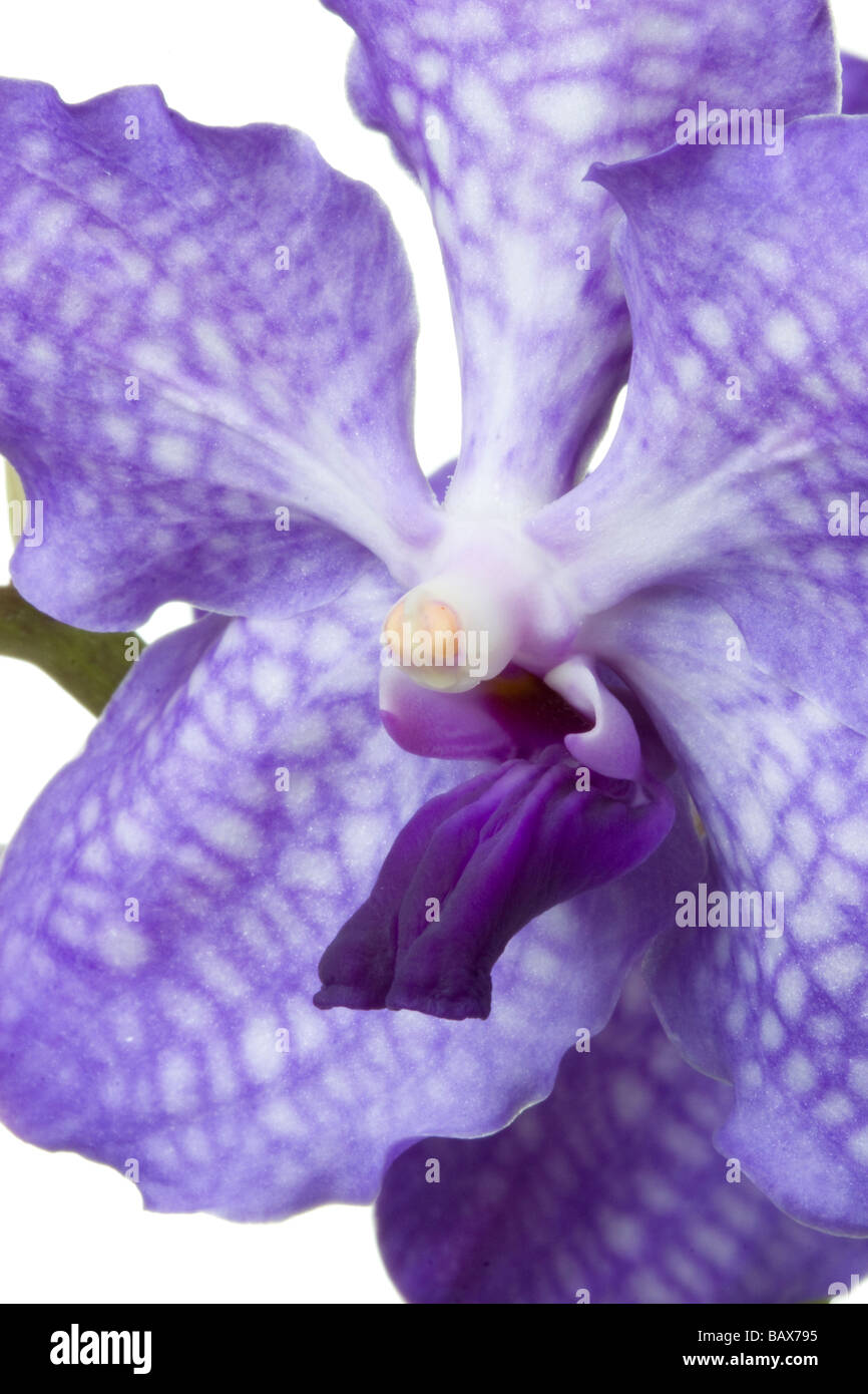 close up of a blue sansai blue vanda orchid vanda coerulea hybrid Stock Photo