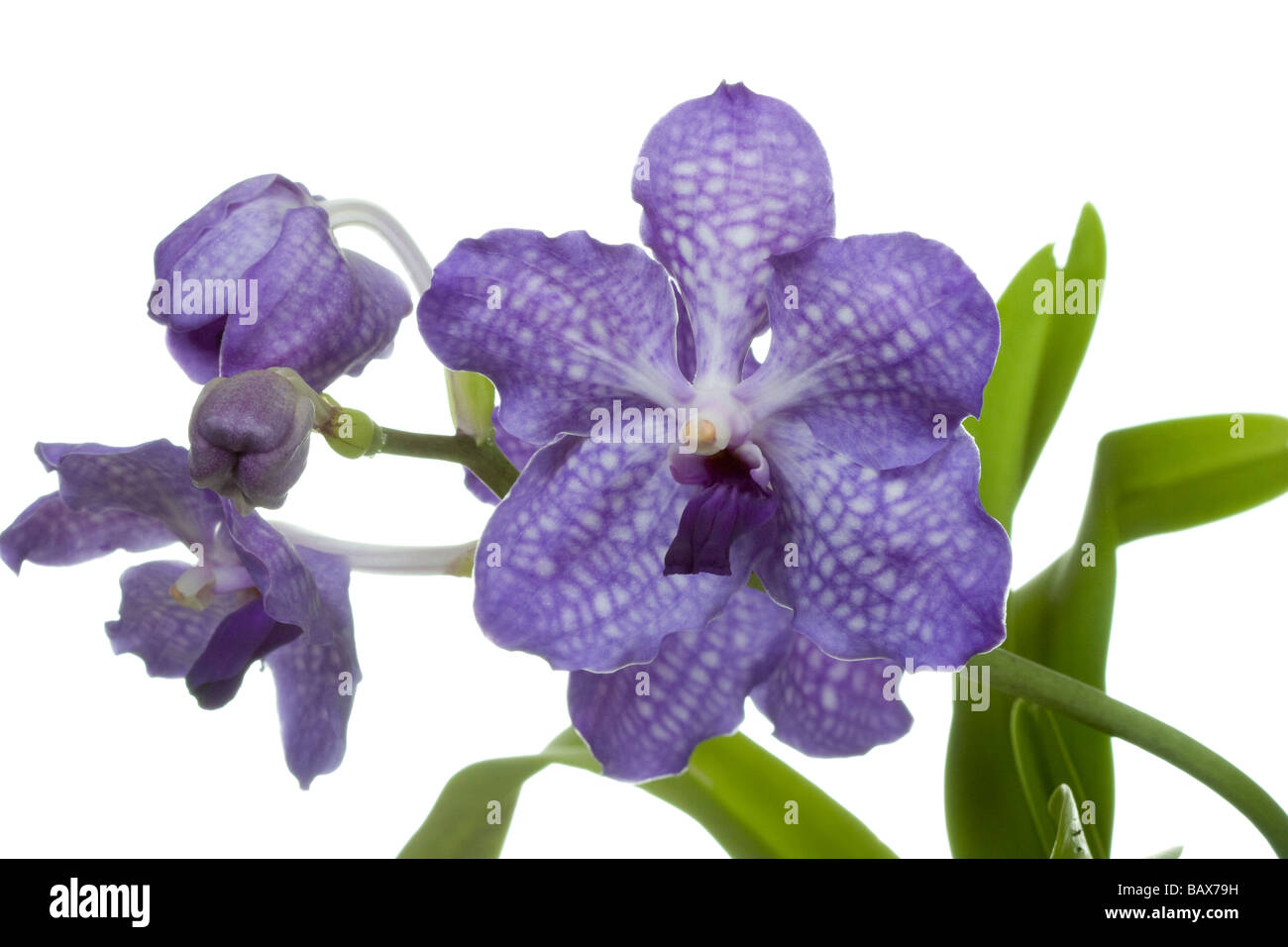 vanda sansai blue orchid isolated on white background  vanda coerulea hybrid Stock Photo