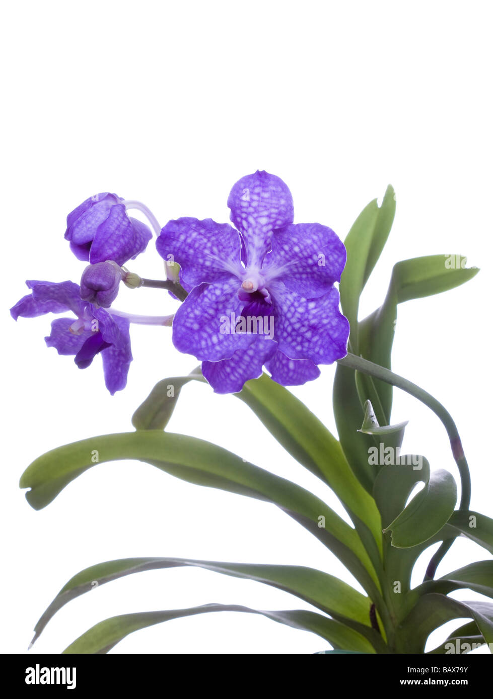 vanda sansai blue orchid isolated on white background vanda coerulea hybrid  Stock Photo - Alamy