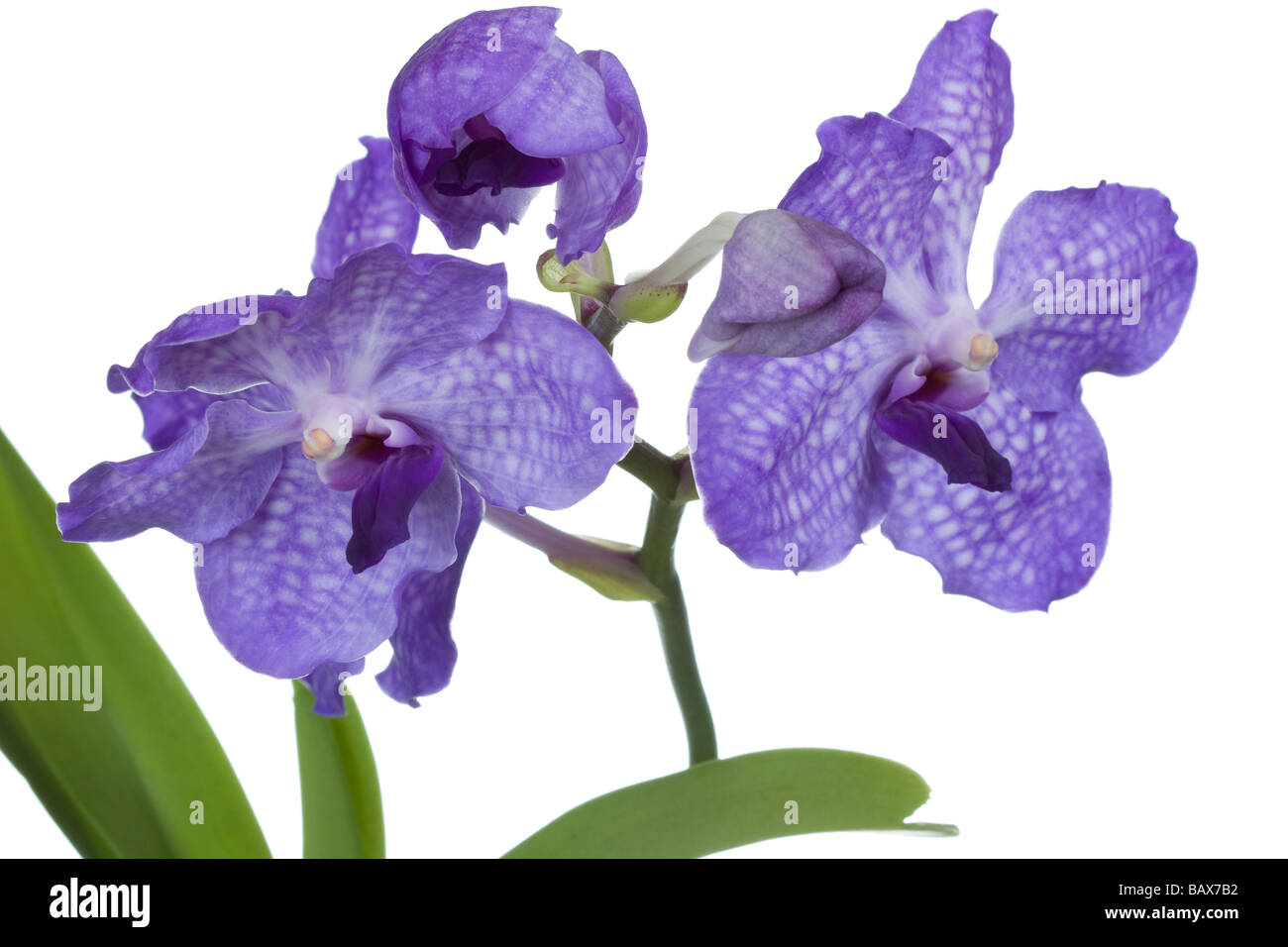vanda sansai blue orchid  vanda coerulea hybrid Stock Photo