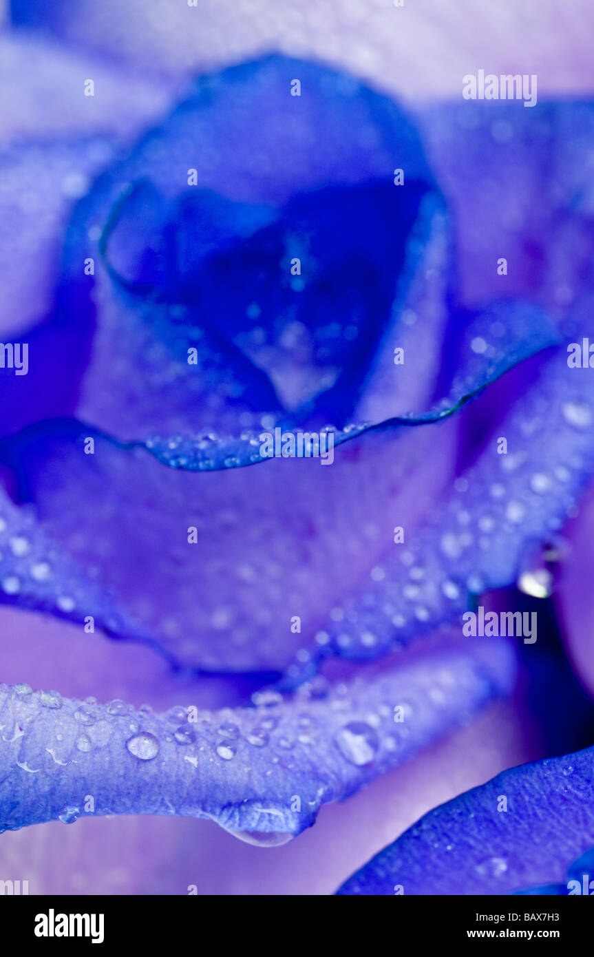Beautiful roses in water hi-res stock photography and images - Alamy