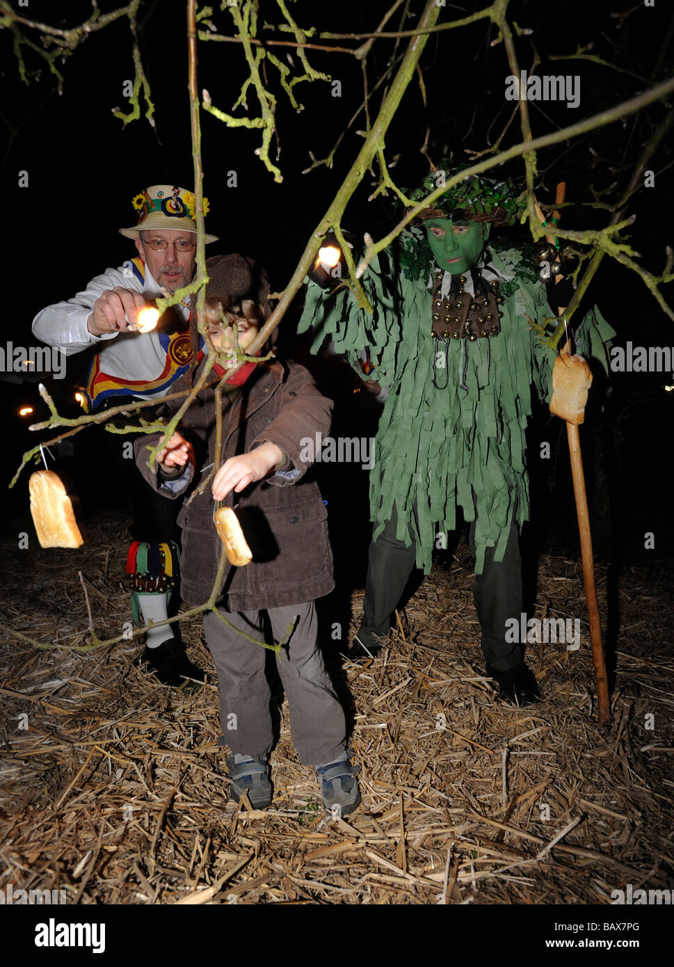 Toast is hung in the apple trees to attract Robins during the Thatchers Cider Wassailing event Thatchers Cider Farm Stock Photo