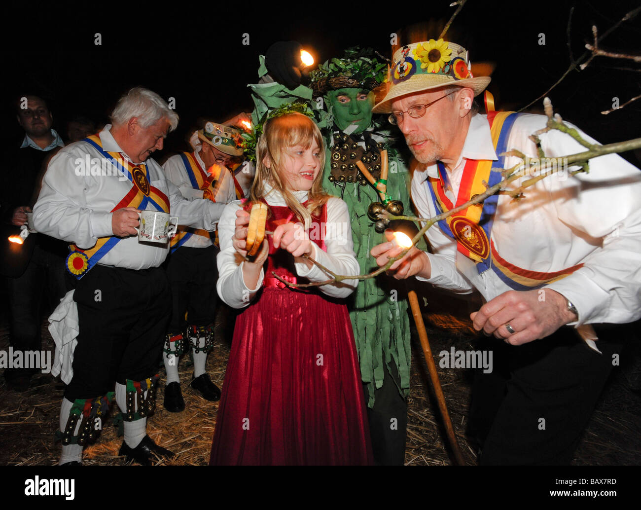 Wassail Queen hangs toast on the cider apple tree during the Thatchers Cider Wassailing event Stock Photo