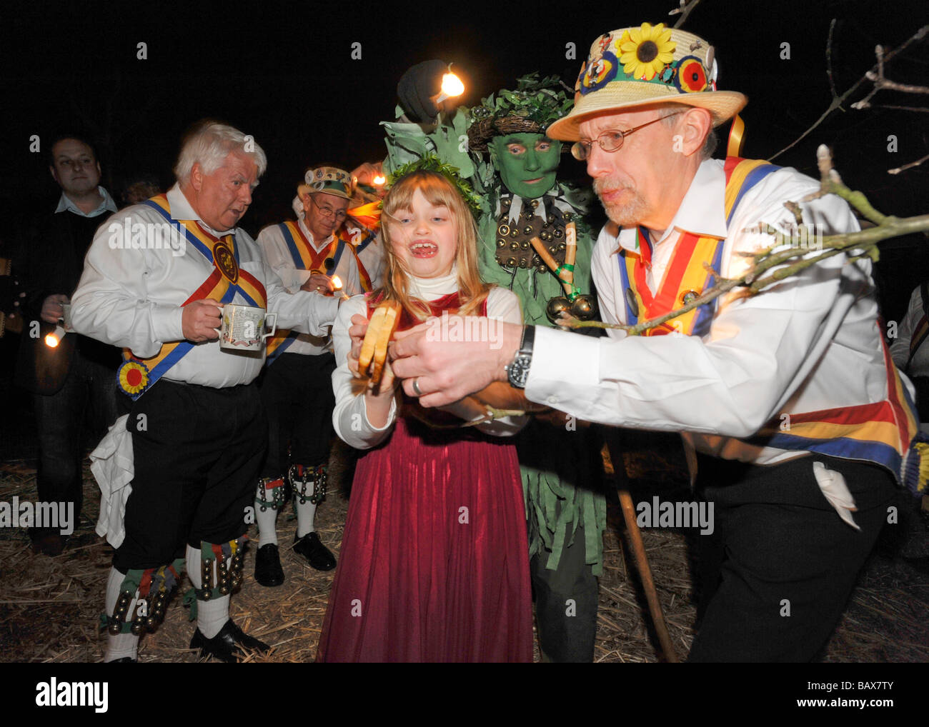 Wassail Queen hangs Toast on the Cider apple tree during the Thatchers Cider Wassailing event Stock Photo