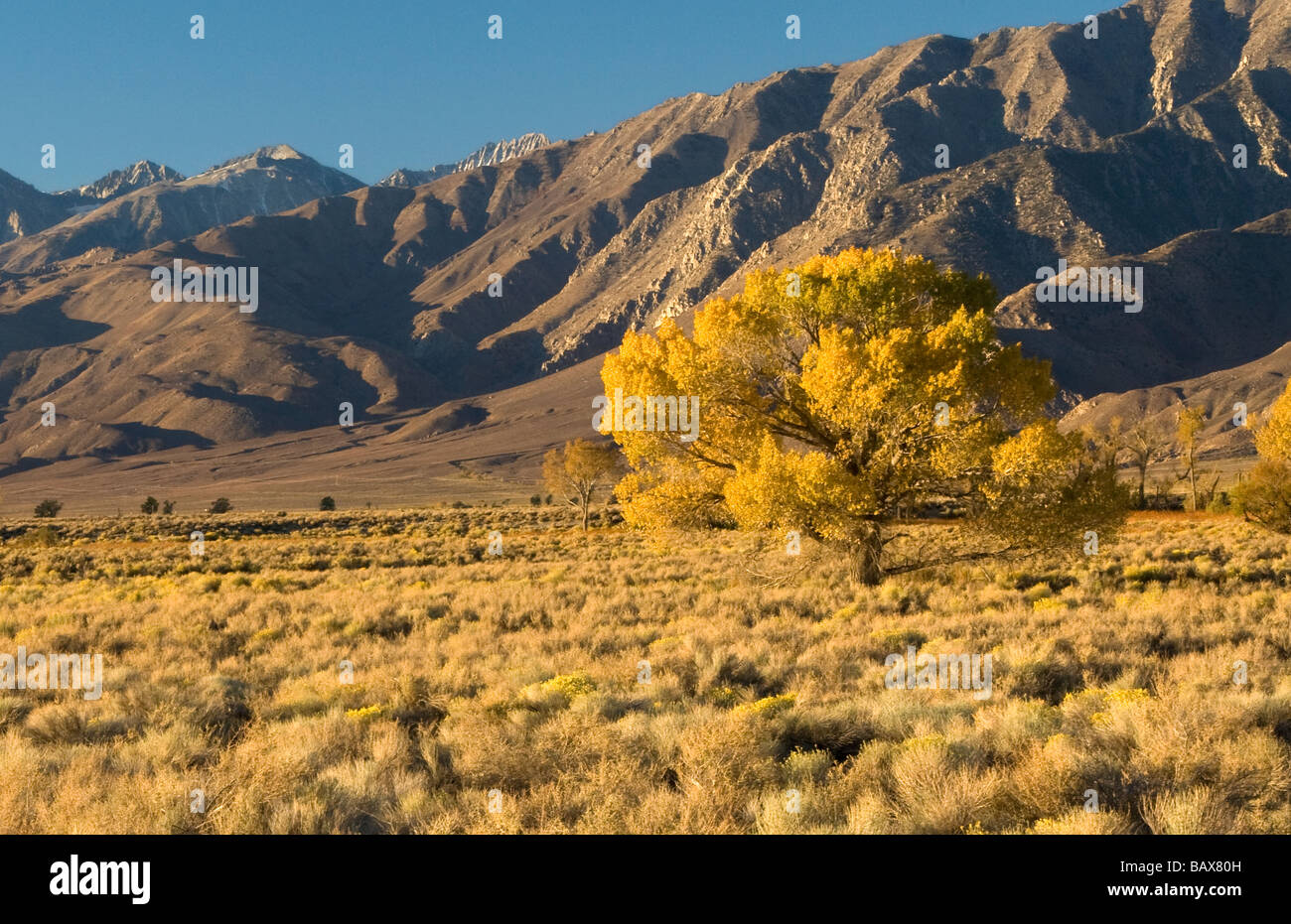 Western Cottonwood Tree in California Stock Photo Alamy