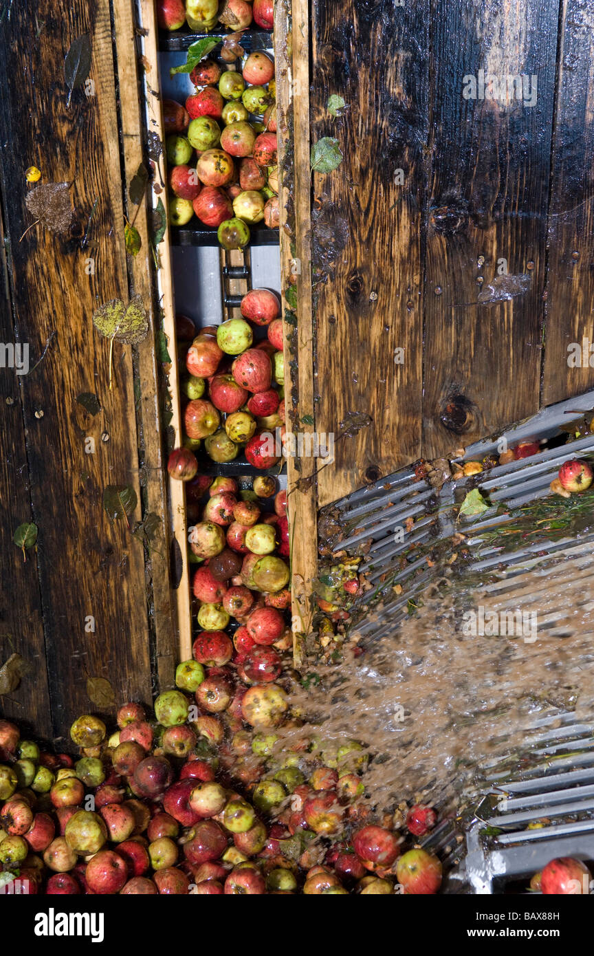 Cider apples being washed and carried up to be crushed for their apple juice at Julian Temperley s Cider Cider Brandy orchard Stock Photo