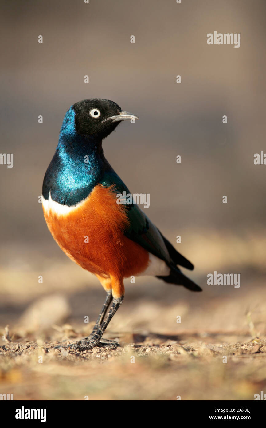 The Superb Starling (Lamprotornis superbus) photographed in Northern Kenya Stock Photo