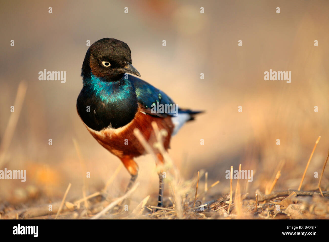 The Superb Starling (Lamprotornis superbus) photographed in Northern Kenya Stock Photo