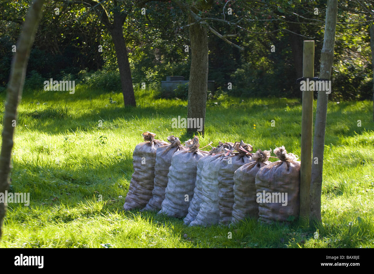 Cider apples collected by hand in apple orchard near Glastonbury Somerset England Stock Photo
