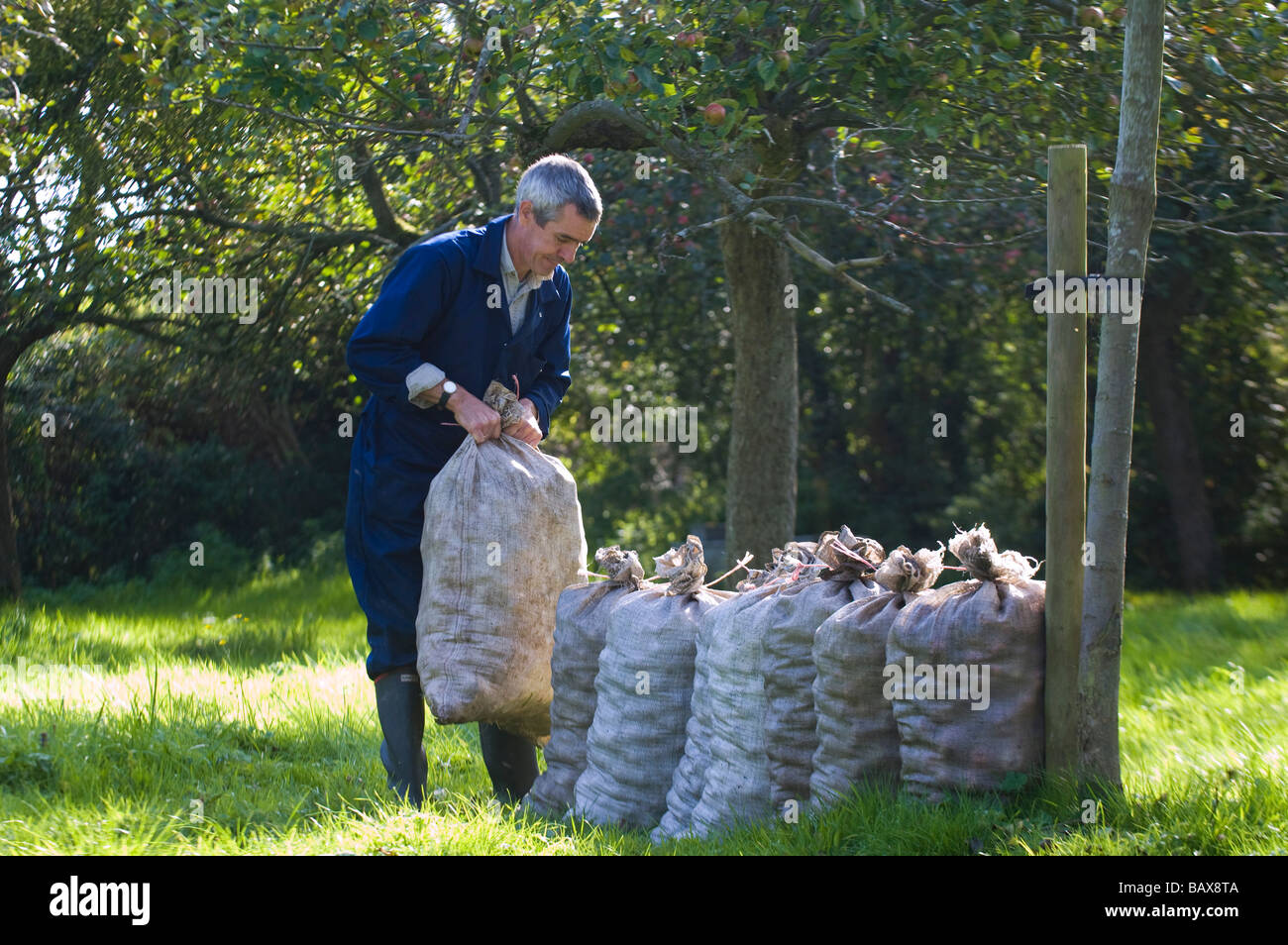 Collecting cider apples in apple orchard near Glastonbury Somerset England Stock Photo