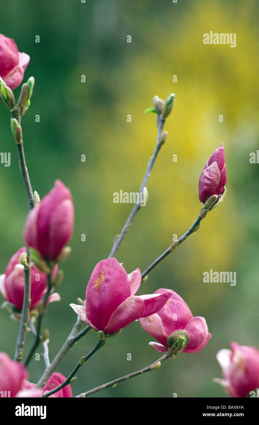 Pink magnolia flowers in the spring Stock Photo Alamy