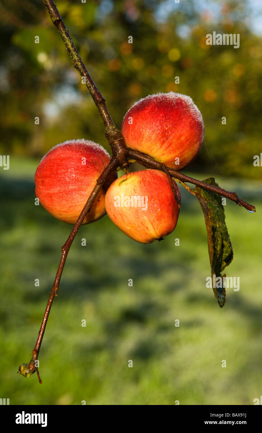 Ripe apples on a cold and frosty morning Compton Dando Somerset England Stock Photo
