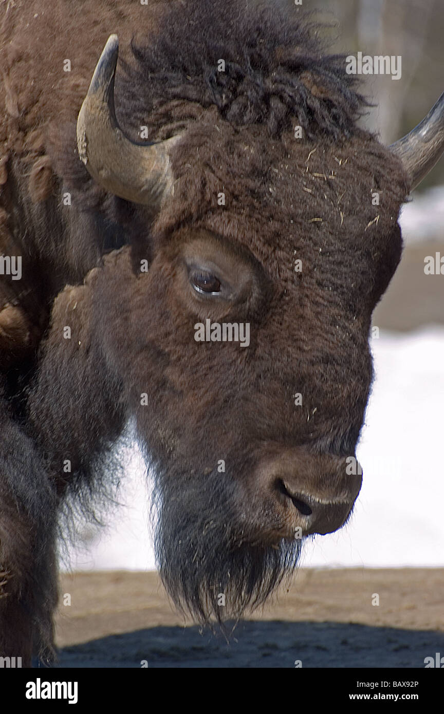 Bison close up hi-res stock photography and images - Alamy