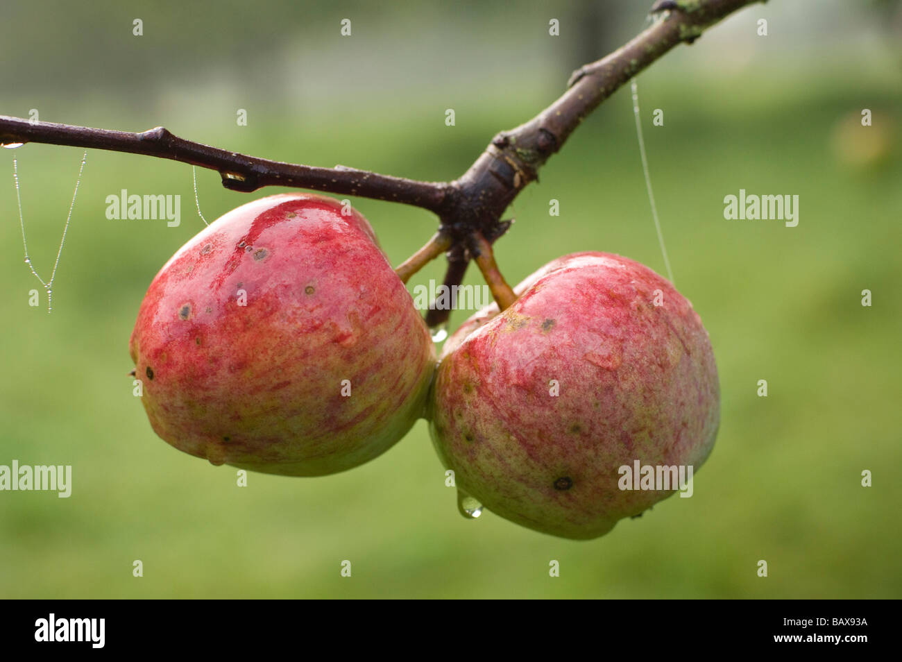 Apple orchard apples on a damp autumn morning Compton Dando Somerset England Stock Photo