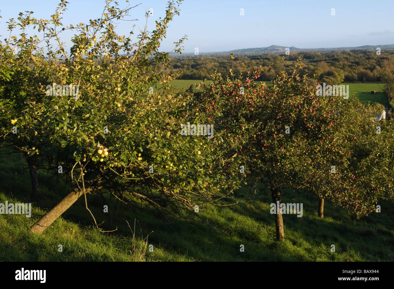 Cider apples ready for picking Wilkins Cider Orchard Landsend Farm Mudgley Wedmore Somerset England Stock Photo