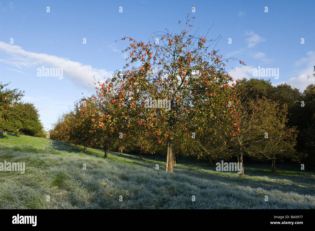 Ripe apples in an orchard on a cold and frosty morning Compton Dando Somerset England Stock Photo