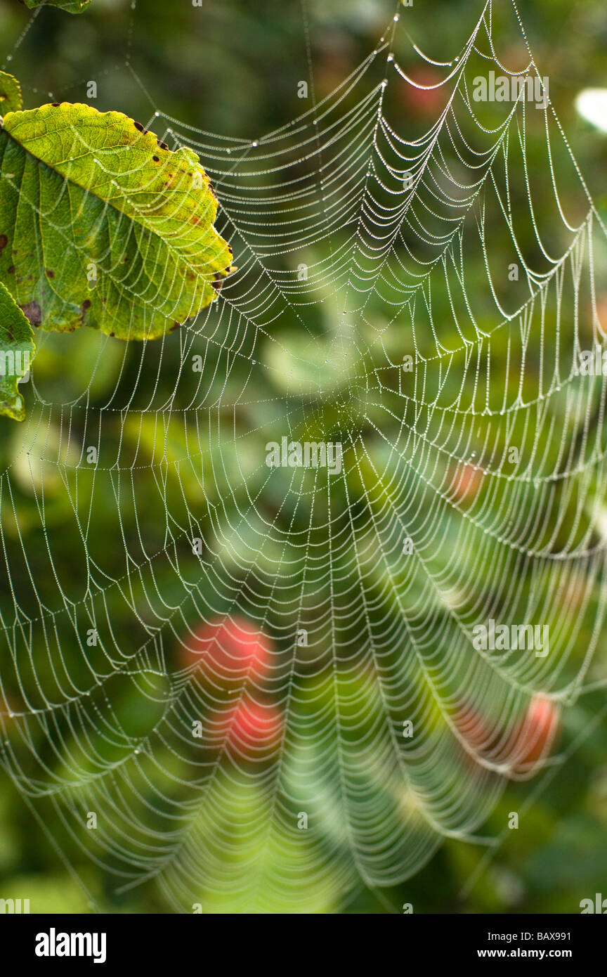 Dew on apple tree spider web on a misty autumn morning Compton Dando Somerset England Stock Photo
