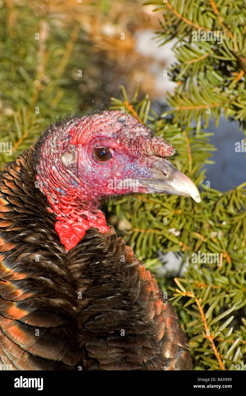 Close-up of a male Wild Turkey Stock Photo