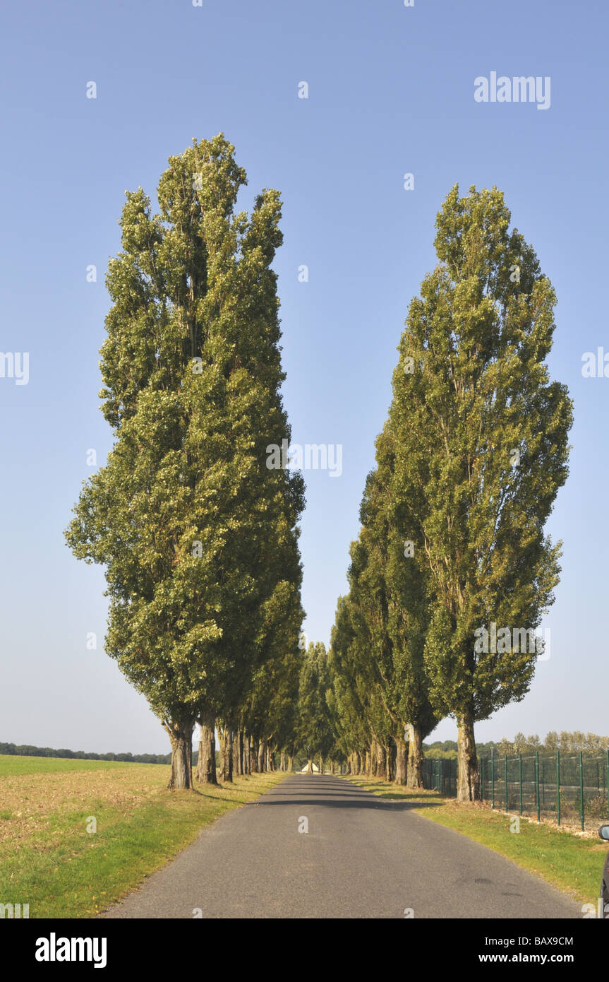 Line of trees in the French Normandy countryside Stock Photo Alamy