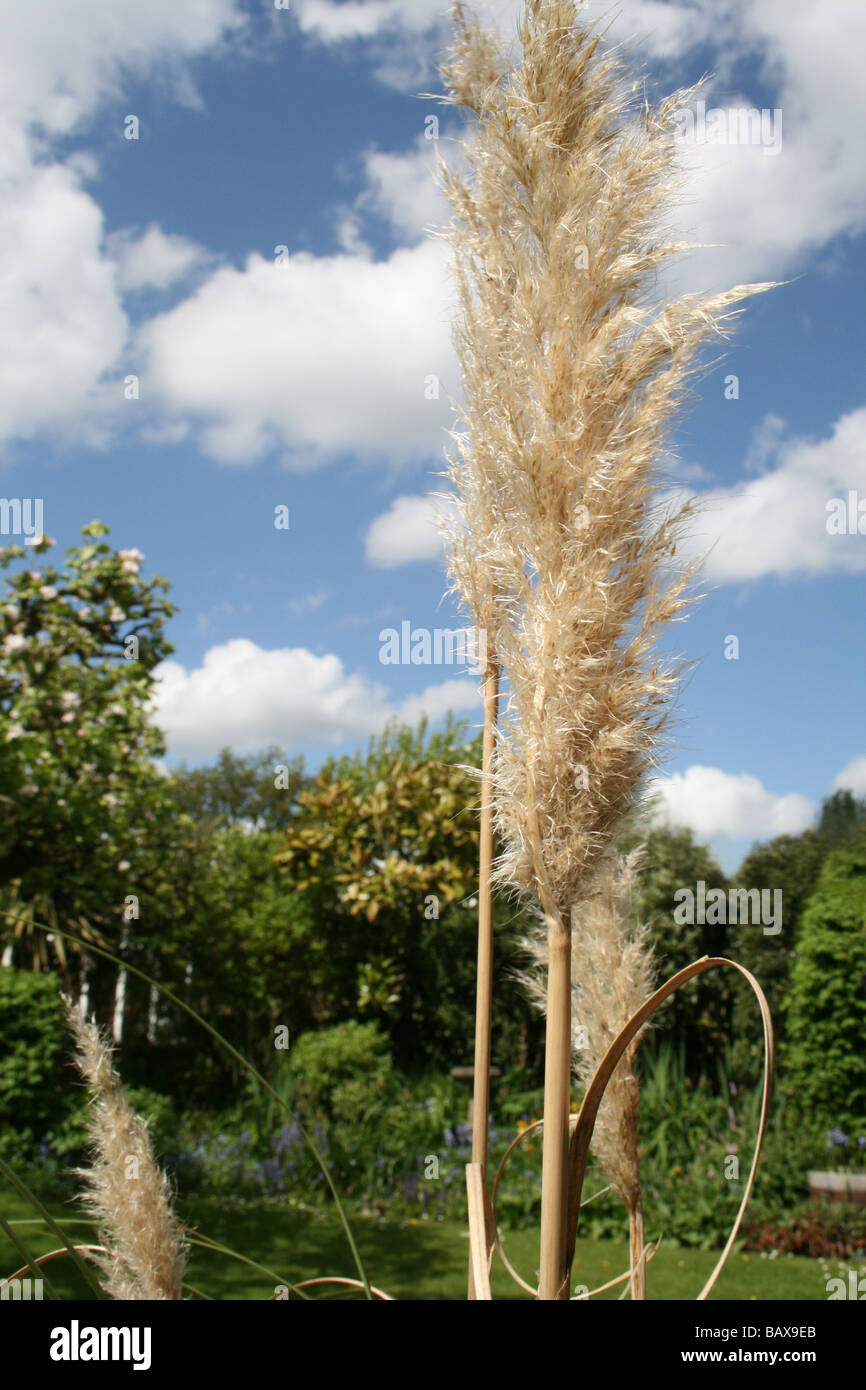 Upright arching stems hi-res stock photography and images - Alamy