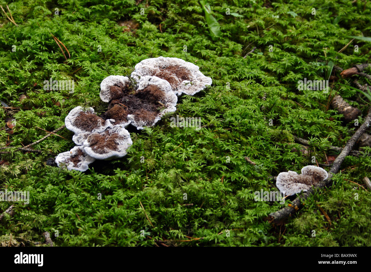 Alps: funghi 1 Stock Photo