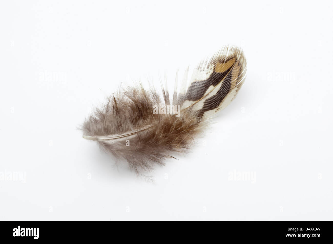 Single pheasant feather Stock Photo