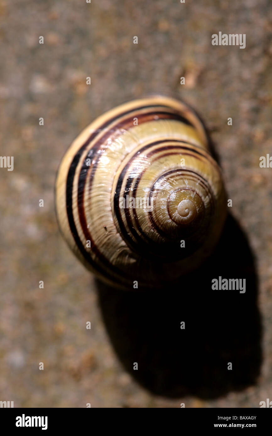 Cepaea nemoralis banded snail hi-res stock photography and images - Alamy