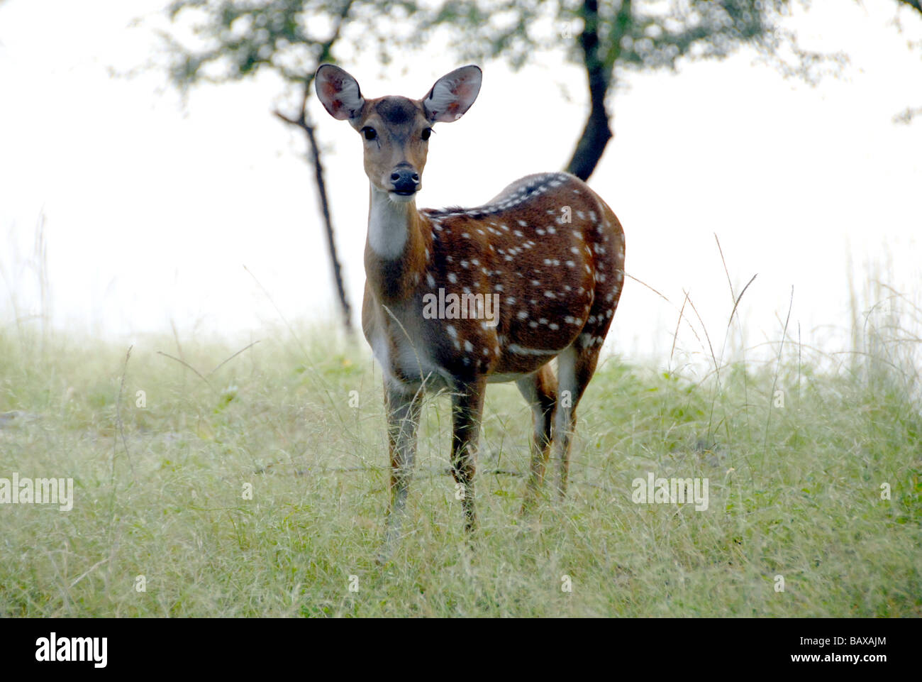 Ranthambhor National Park Rajasthan India Stock Photo