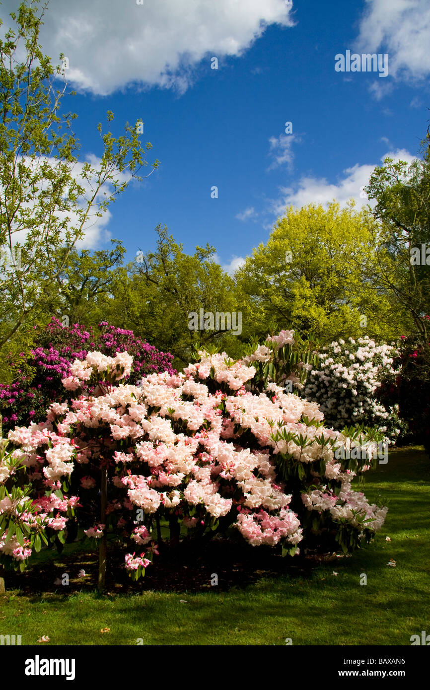 Rhododendrons at Bowood House Stock Photo