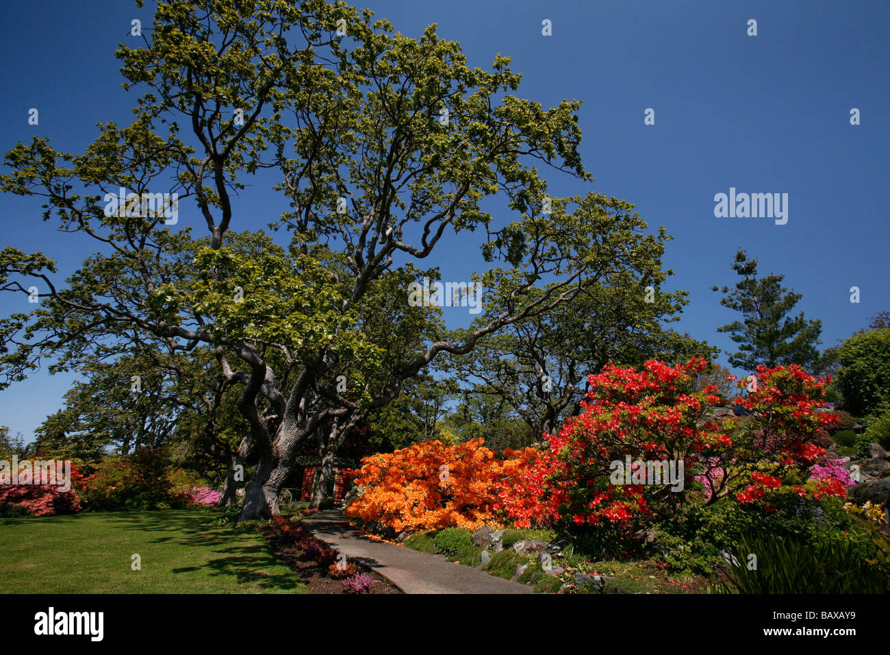 Garry oak trees and flowers in bloom at Abkhazi Garden in Victoria, BC