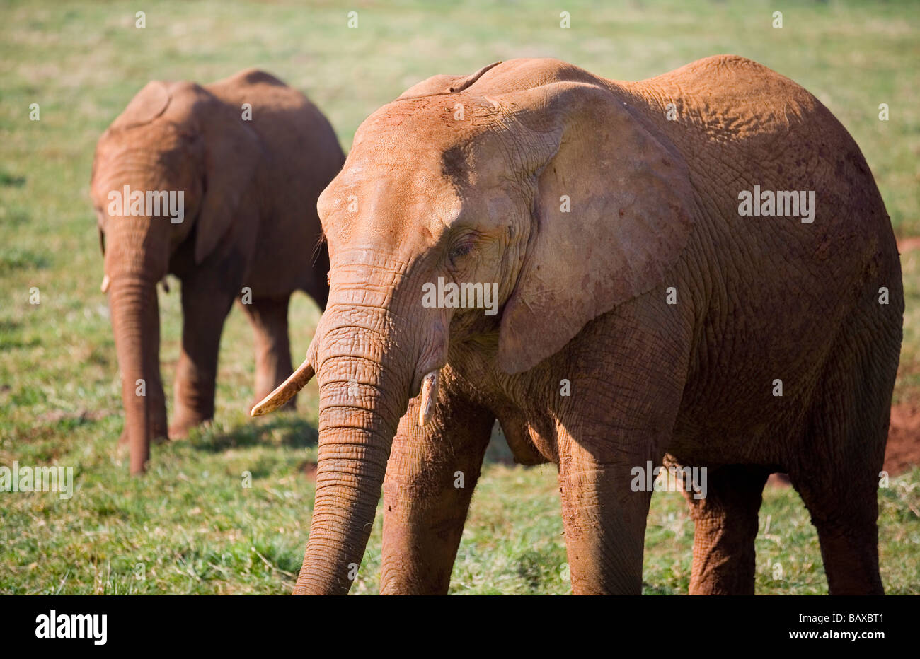 African Bush Elephant (Loxodonta africana). Mather and pup Stock Photo