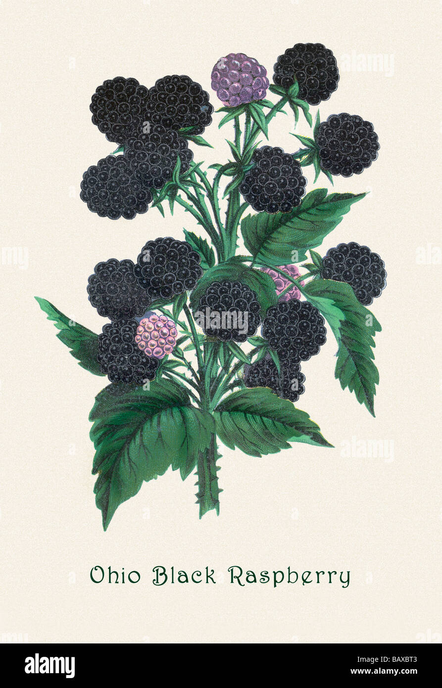 Ohio Black Raspberry Stock Photo - Alamy