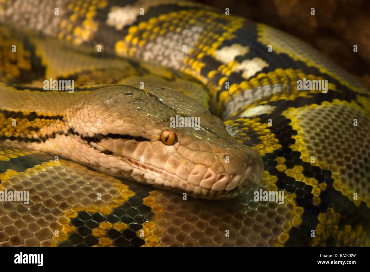 reticulated python, regal python or asiatic reticulated python (Python ...