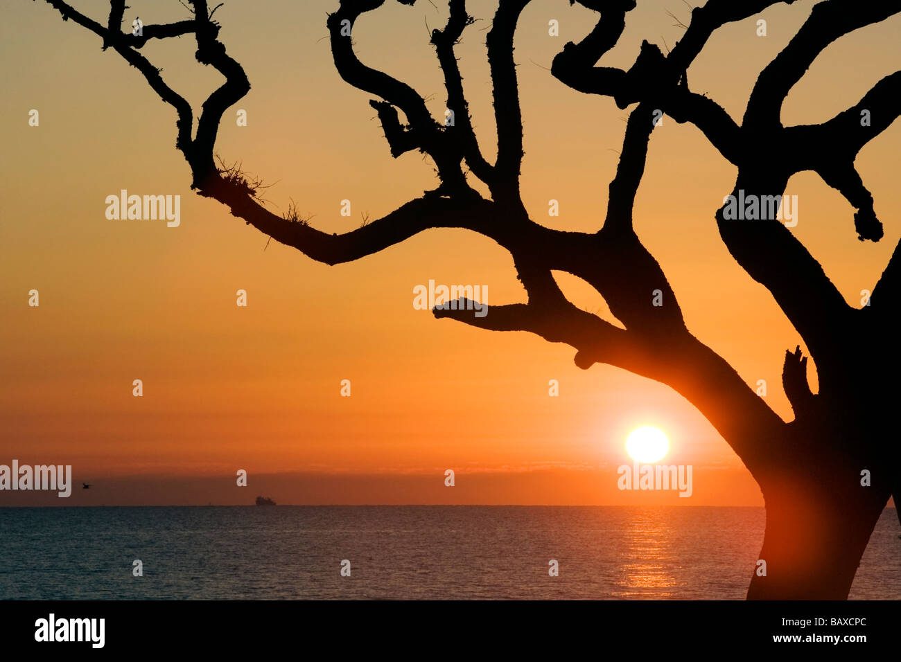 Sunrise from driftwood beach - Jekyll Island, Georgia Stock Photo