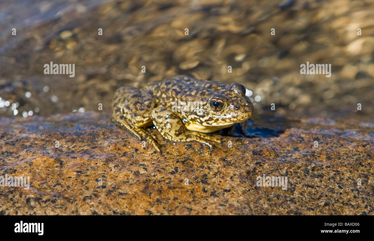 Mountain Yellow Legged Frog - Sierra Nevada, CA. Stock Photo