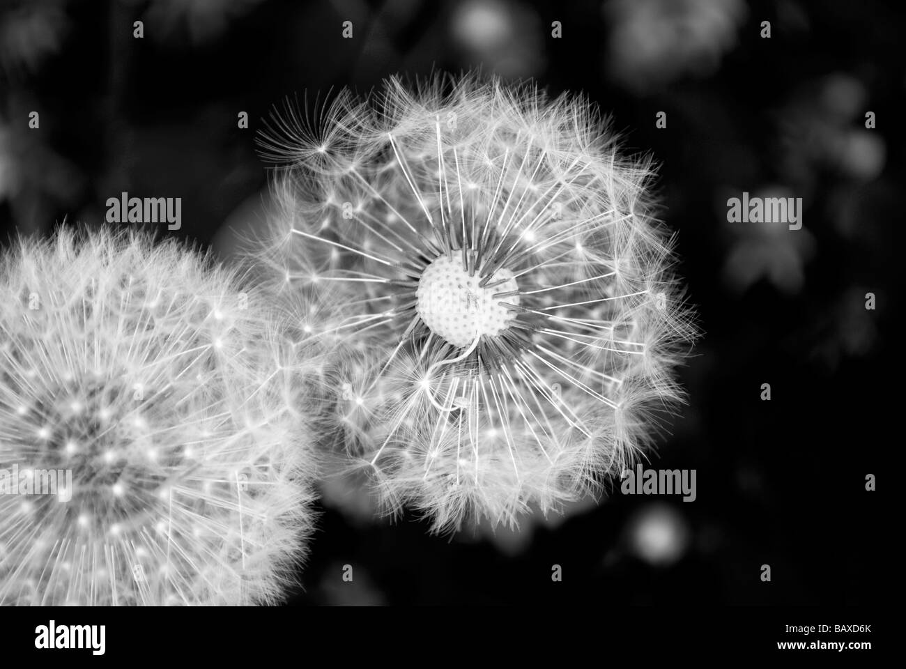Dandelion seed heads in black and white Stock Photo
