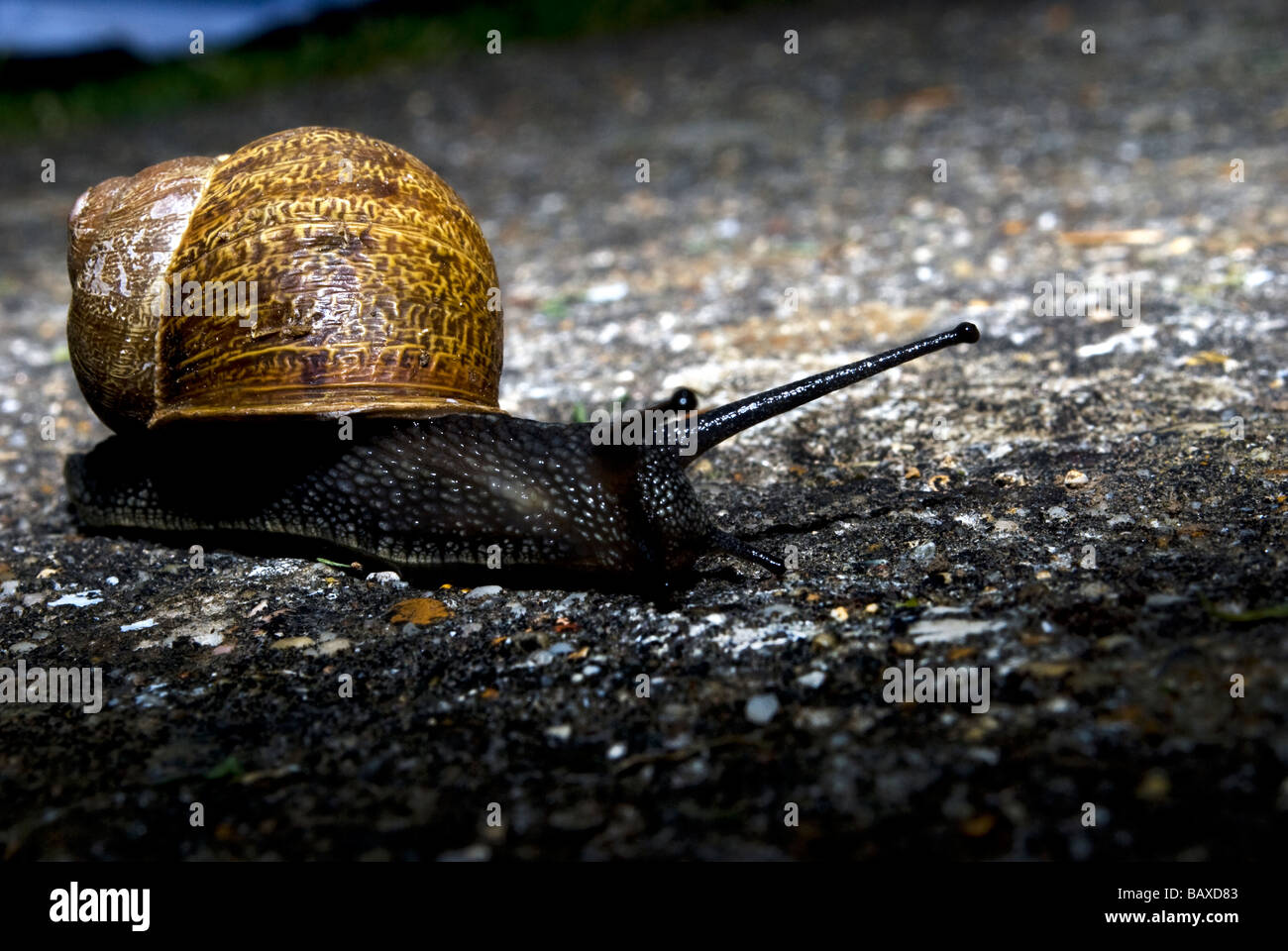 A snail's pace in colour Stock Photo Alamy