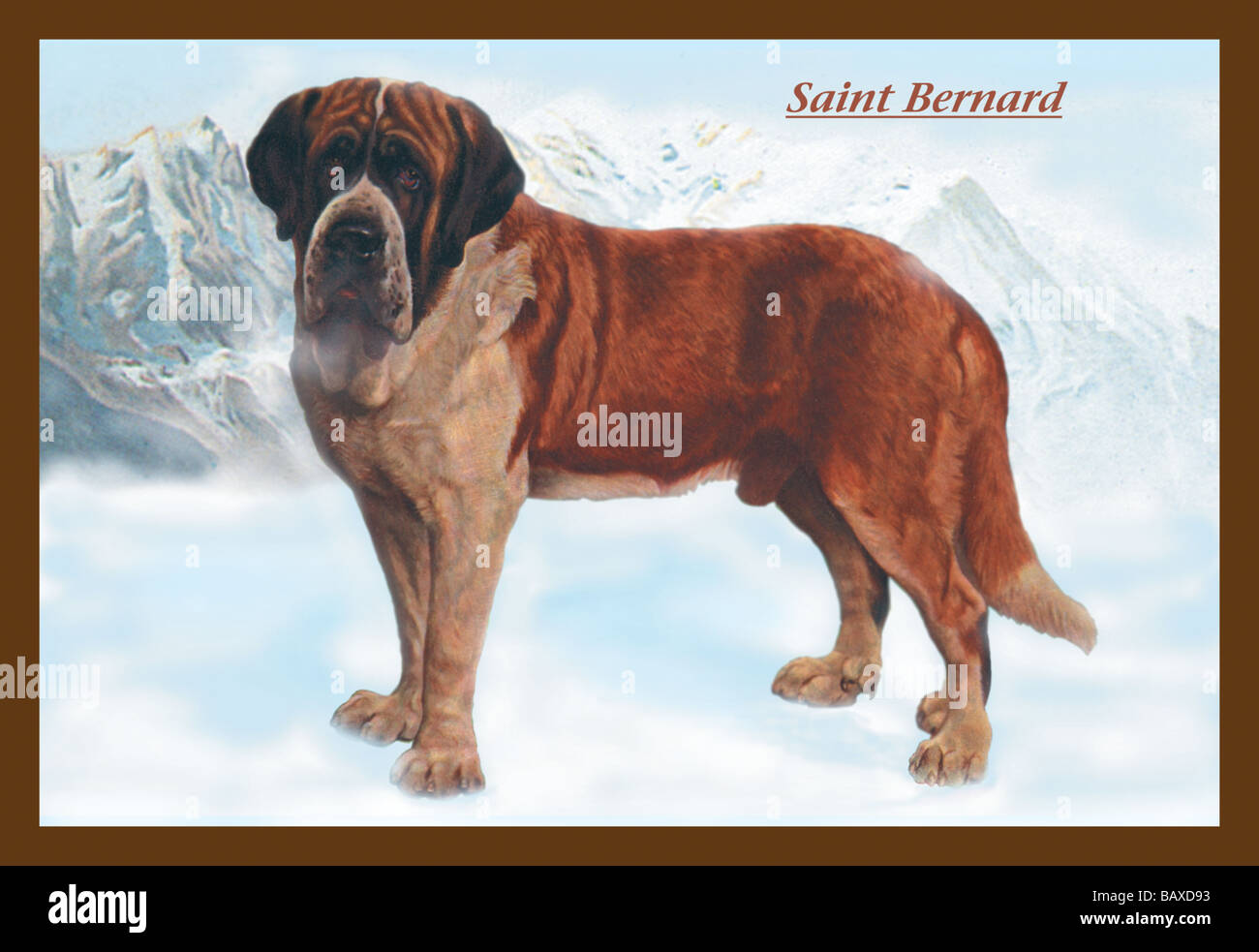Bernard bernard hi-res stock photography and images - Alamy