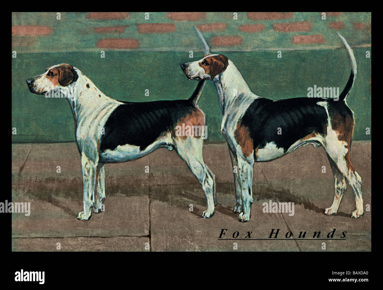 Two Fox Hounds Stock Photo