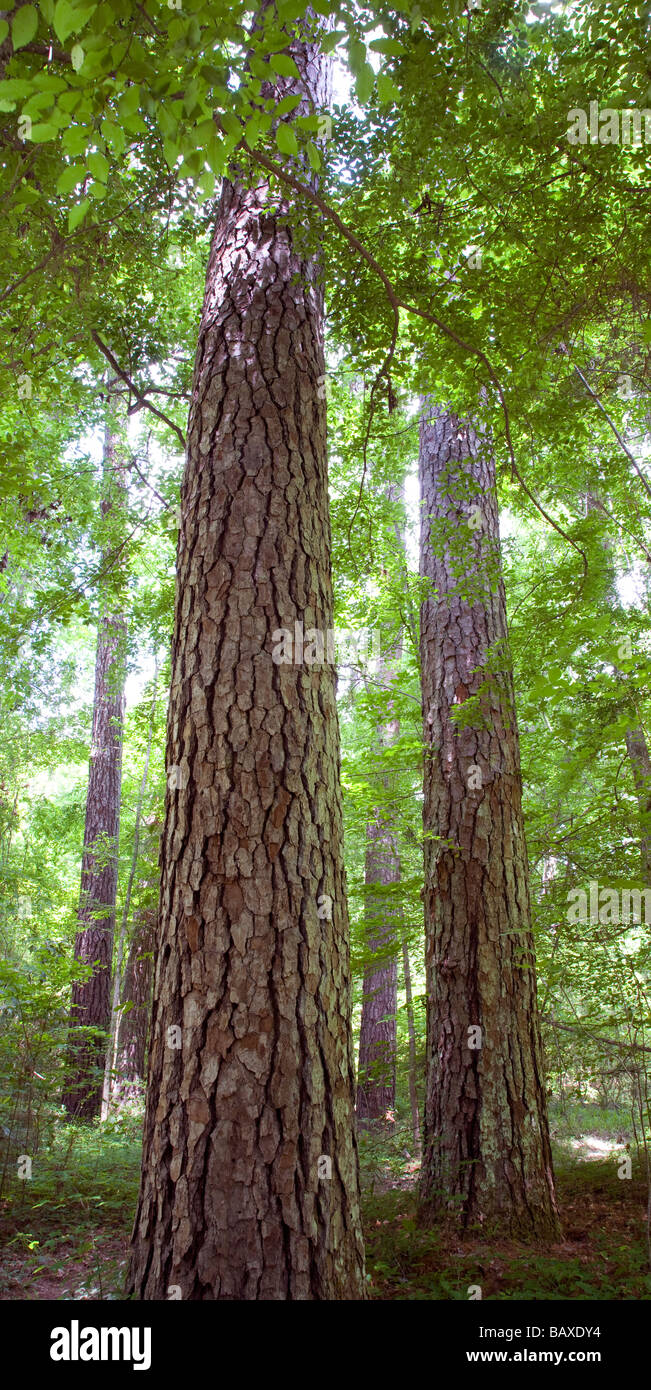 loblolly pine, Caster Creek Scenic Area, Wild Azalea Trail National Recreation Trail, Kisatchie National Forest, Louisiana Stock Photo