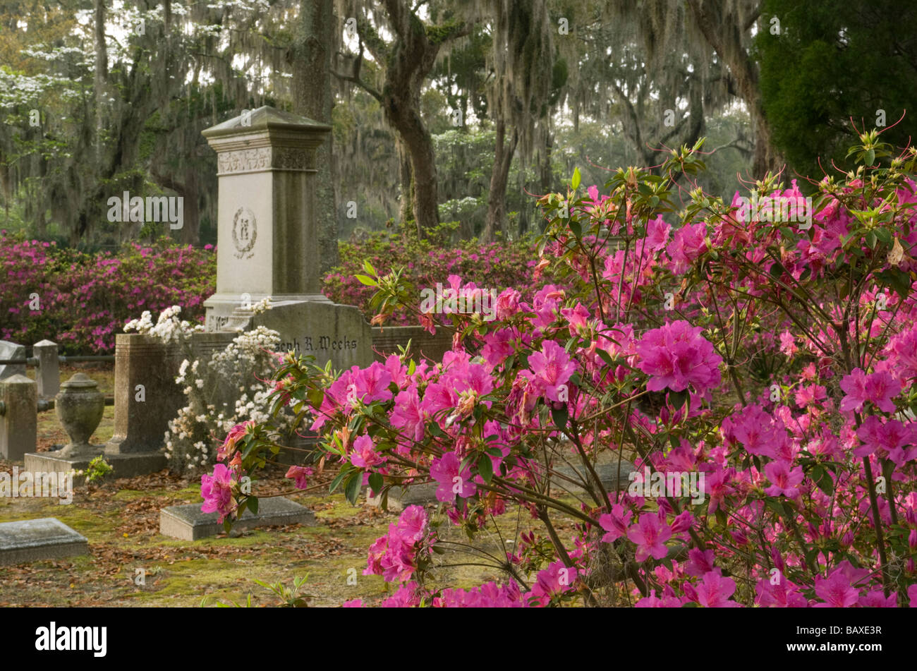 Bonaventure Cemetery in Savannah Stock Photo Alamy