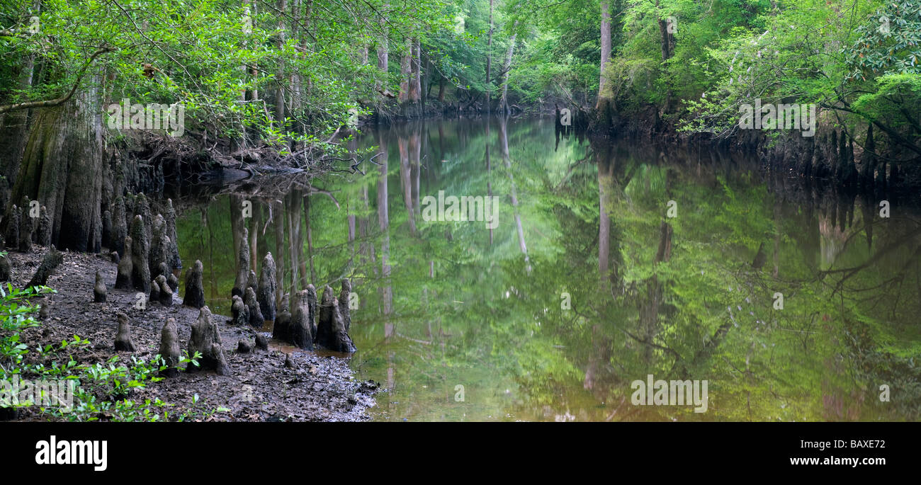 Saline Bayou National Scenic River, Winn Ranger District, Kisatchie National Forest, Louisiana
